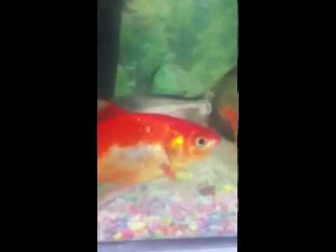 וִידֵאוֹ: כיצד להבחין בין דג זהב