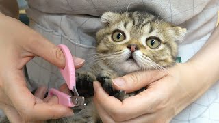 🍞 How to safely trim a cat's nails by 스튜디오 그냥 412,444 views 2 years ago 4 minutes, 26 seconds