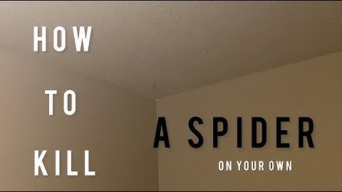 Life as 25: how to kill a spider (on your own)