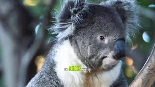 Cool Koala Facts for Kids