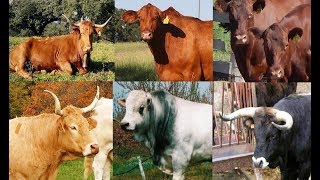 Cattle Breeds Showing All Cows P, Q and R by smartonlineplayer 4,110 views 4 years ago 5 minutes, 57 seconds