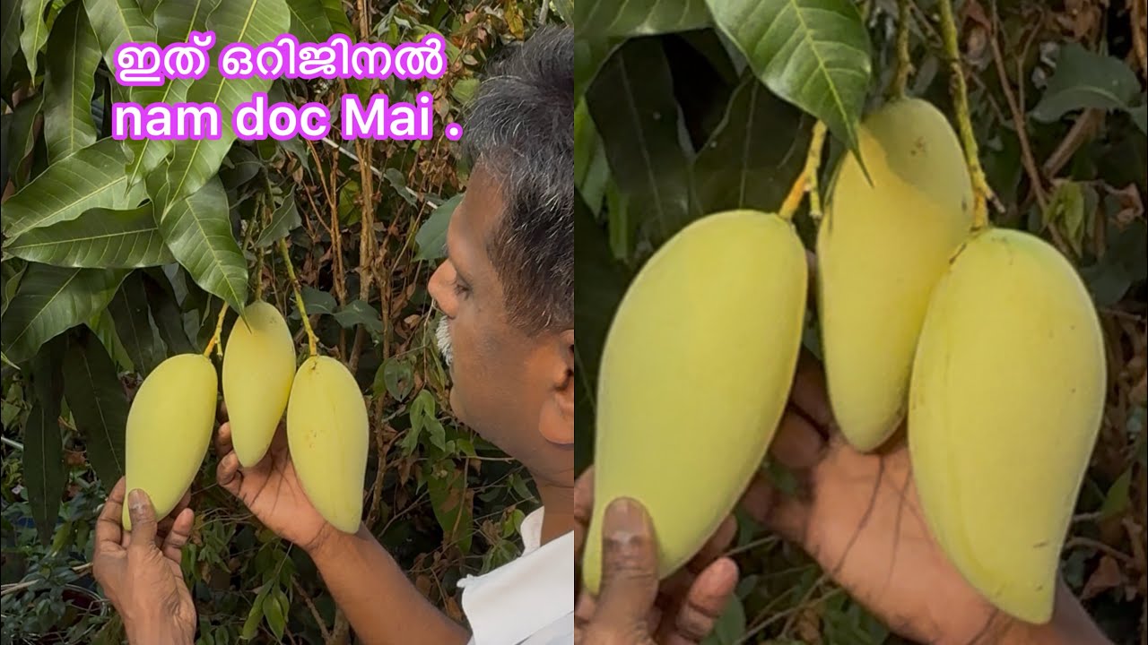 ഈ മാങ്ങ ആര് കണ്ടാലും ഇഷ്ടപ്പെടും, ഇത് ഒറിജിനൽ  nam doc mai mango #mangofarming #varietymango 