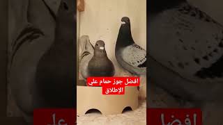 افضل انواع الحمام #shorts #shortsvideo #fashion #Flow #reels#flyingbeast