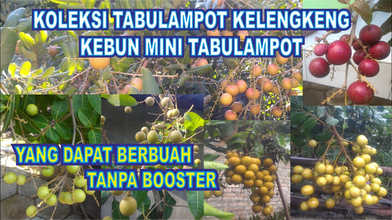 koleksi tabulampot kelengkeng yang dapat berbuah tanpa dibooster