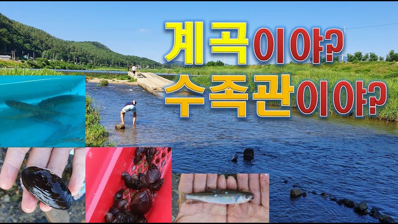 동네사람들만 아는 계곡(냇가)에서 물놀이 즐기기 l 물고기, 다슬기, 민물새우, 민물조개 등등 너무 너무 많이 있는 자연학습관 ...