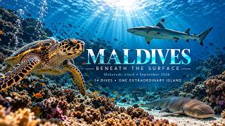 Makunudu Island, Maldives - Dive Highlights Part One