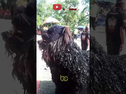singo barong kejar