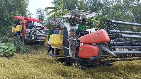 hai máy cắt 95 và 93 vào ruộng cắt lúa ô em 18 rất nhanh tập1 #maibangtv