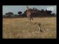 Battle at Kruger: Mother Love! (Giraffe vs Hyena)