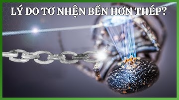 Tại sao tơ nhện bền hơn thép?