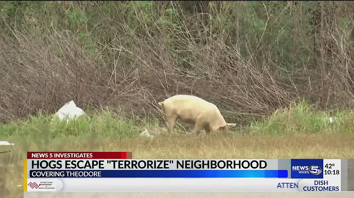 Family claims hogs are terrorizing Theodore neighborhood
