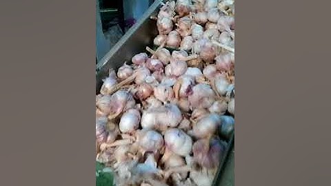 how about Angelon the latest garlic color sorting machine working/jasmine@ajlong.cn