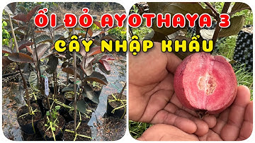 Cây Ổi Ayothaya 3 cây giống nhập khẩu trồng chậu| 0386569374 - Ngọc Ngân Bến Tre | Chuyên cây độc lạ