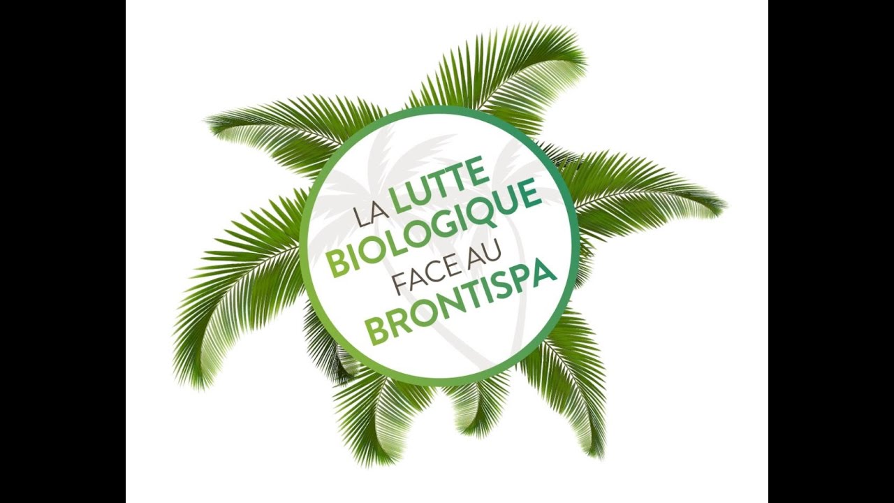 La lutte biologique face au Brontispa