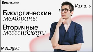 Биологические мембраны и вторичные менеджеры | Биохимия