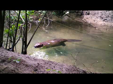 Video: Differenza Tra Lontra E Castoro