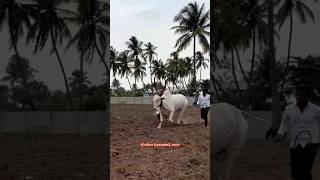 Muragundi... #terabandi #cow #bull #farming #reels #kannada #vairalshort #trending #nada