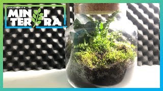 Mini Terrarium für 9,99€ vom Discounter? Was ist drin? | AquaTerraTV