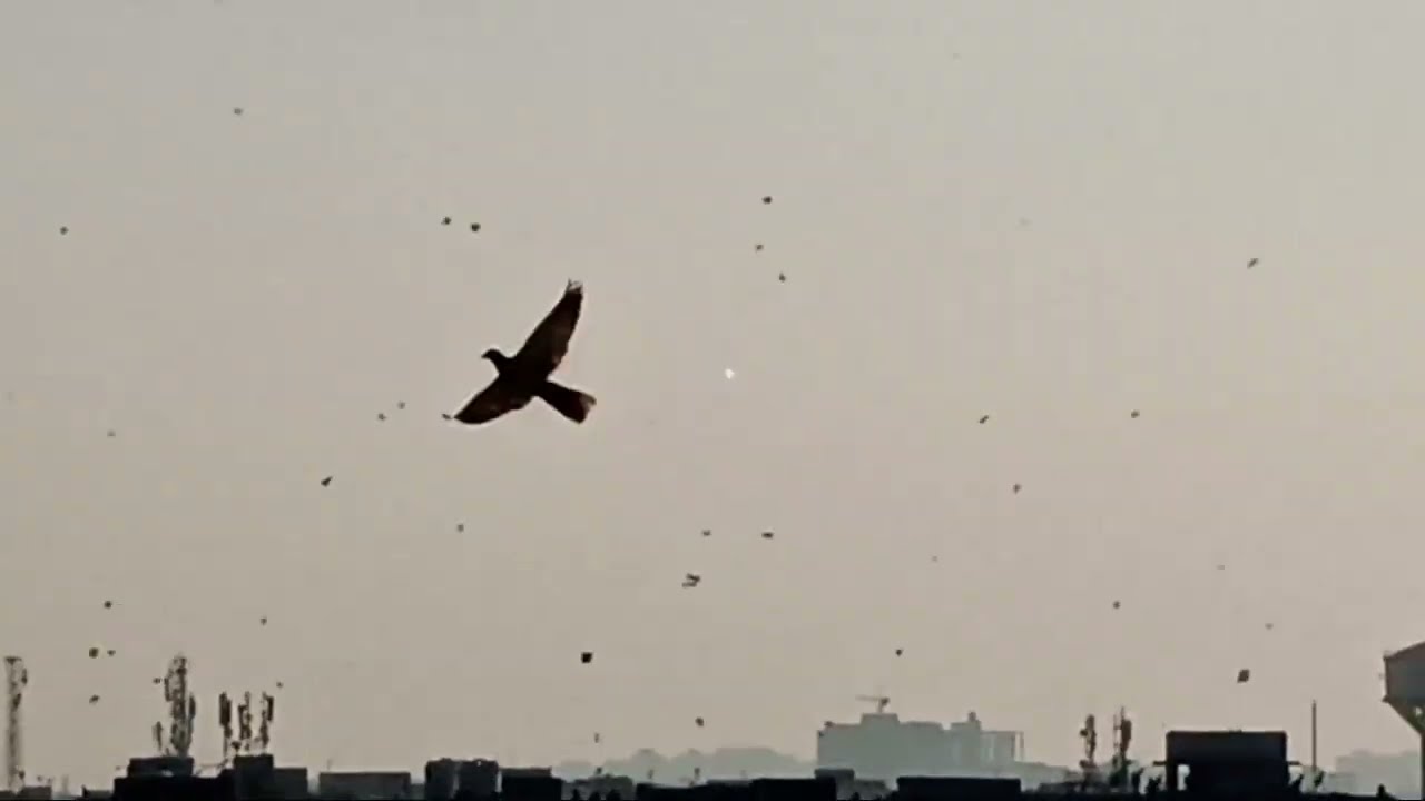 kite flying festival - 14 January 2022- Ahmedabad-Gujarat- India