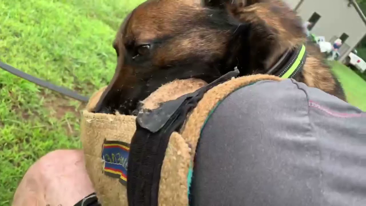 Mason’s Virgil Belgian Malinois Deep Grips