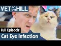  poor rescue cat has serious inflamed eye  full episode  s02e17  vet on the hill