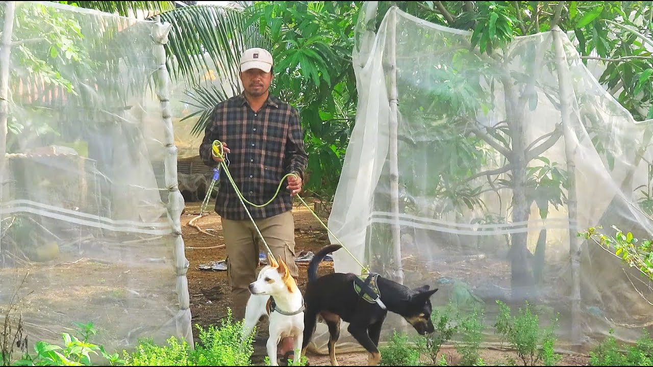 Urban tails, Happy Trails