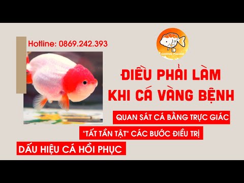 Video: Cách Chữa Bệnh Cho Cá Vàng Riukin