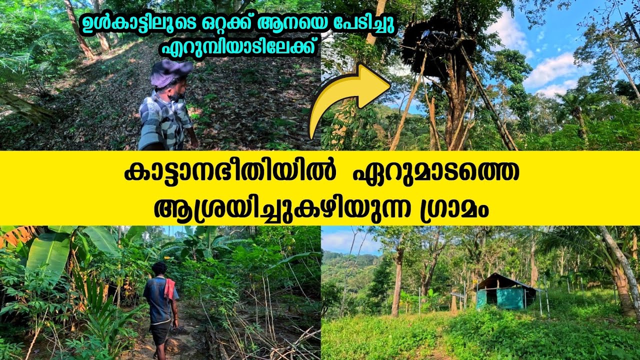 🦣കാട്ടാനാഭീതിയിൽ ഏറുമാടത്തെ ആശ്രയിച്ചു ജീവിക്കുന്ന ഉൾഗ്രാമം എറുമ്പിയാട് |കാട്ടിലൂടെ ഞാൻ അവിടെയെത്തി🦣