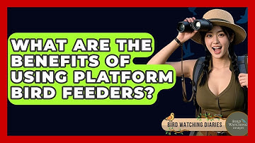 What Are The Benefits Of Using Platform Bird Feeders? - Bird Watching Diaries