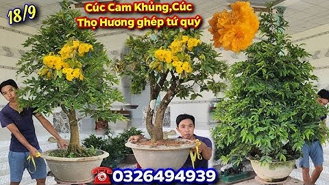 Chợ Mai 18/9☎️0326494939👉🏻Cúc Cam Khủng🌟Cúc Thọ Hương ghép tứ quý🌟CS Cần Thơ HG