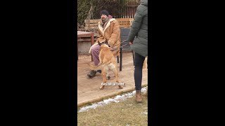 Nicht einfach wegziehen! #Hundetraining