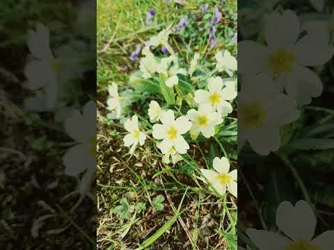 Video: Viole in crescita: fiori di violette selvatiche in giardino