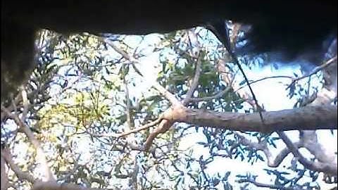 Footage from cameras attached to New Caledonian crows - Tool Use & Manufacture