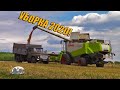 Зил 130 вывозит по 9 тонн пшенице от комбайна Claas Lexion 580!