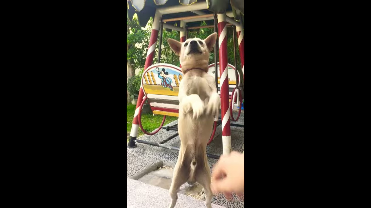 Adorable praying dog 