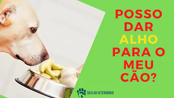 Quantas vezes pode dar alho para cachorro?