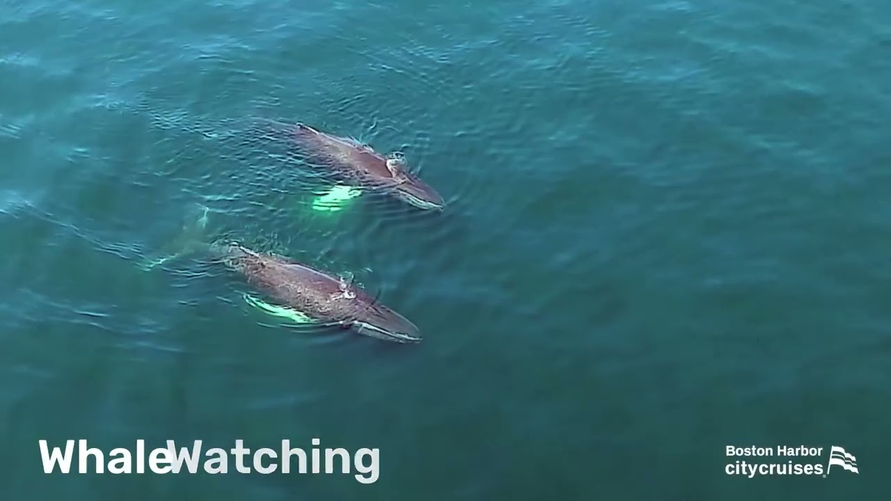 :15 City Cruises Boston