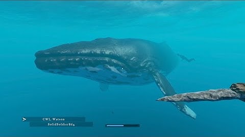 Swimming with a Humpback Whale on Stranded Deep