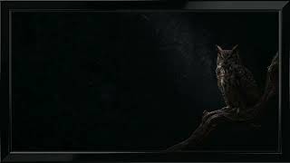 Owl in the Midnight Hour screensaver wallpaper | 4K frame TV art | Búho en la hora de la medianoche screenshot 5