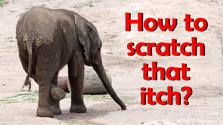 No Hands? No Problem! Baby Elephant Gets Creative 🐘