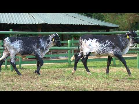 LOTE 16   2499   2501   FAZENDA VILAREJO   LEILÃO ALIANÇA GENÉTICA   DIA 25 DE MAIO   20HS