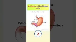 Digestive system ai short video #ssc #lifeisbutadream #ihavethisthingwithplants #biology #science