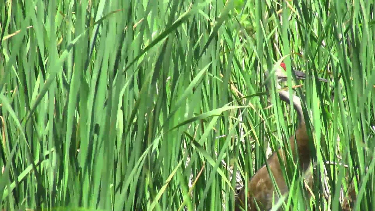 HORICON MARSH DIKE ROAD YouTube