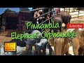 Pinnawala elephant orphanage in sri lanka  travel sri lanka  best places to travel in sri lanka