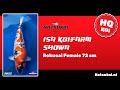 Showa koi van isa koifarm rokusai female 72 cm