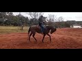 Domando cavalo