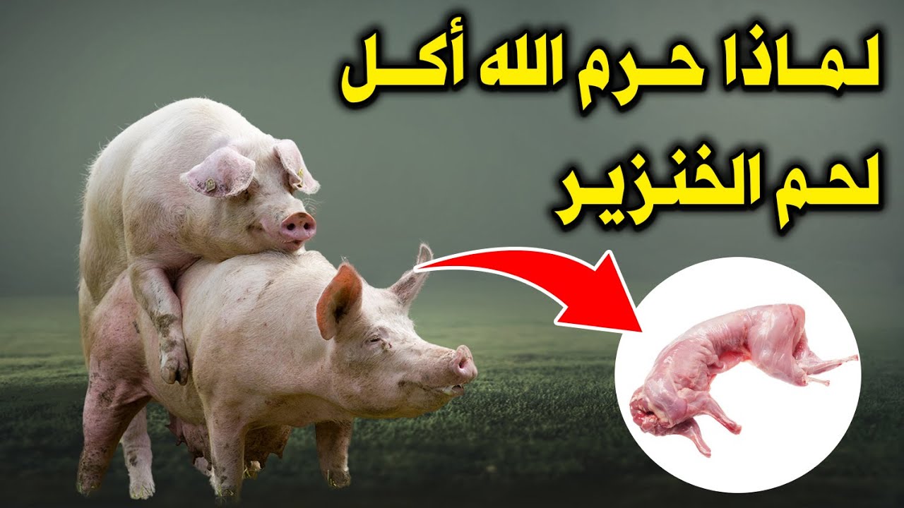 لماذا حرم الله أكل لحم الخنزير واعتبرها فسق وفجور ؟ وماذا يحدث لجسدك إذا أكلتها ؟ ستنصدم
