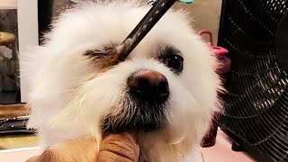 Trimming Your Dog's Face Like a Pro at Home! 🐾✂️ Grooming Tips & Tricks by Fuzzies Pet Grooming 140 views 3 weeks ago 2 minutes, 46 seconds