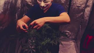 ILGM Autos - Banana Kush, Girl Scout Cookies, Gelato & My AC INFINITY - CLOUDRAY S6 is here!!