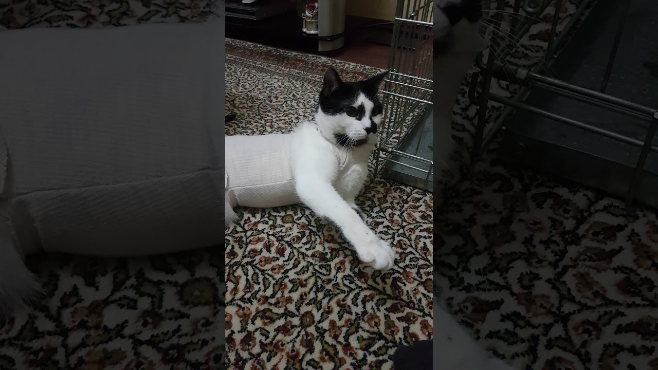 Korkutulan kedi sıçraması YouTube